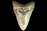 Bargain, Megalodon Tooth - North Carolina #77582-1